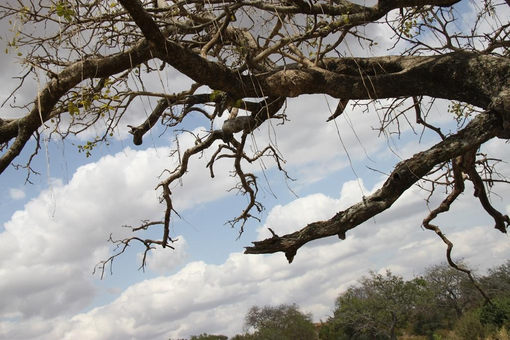Tarangire National Park Tanzania. Andrey Filippov Photographer