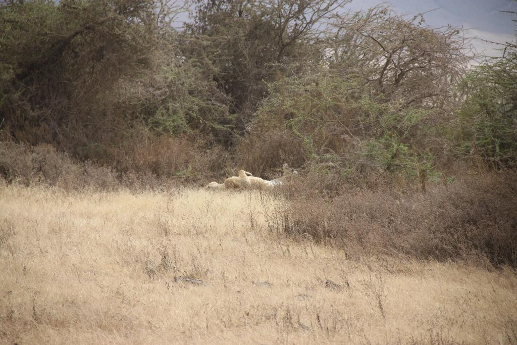 Ngorongoro Conservation Area. Andrey Filippov Photographer