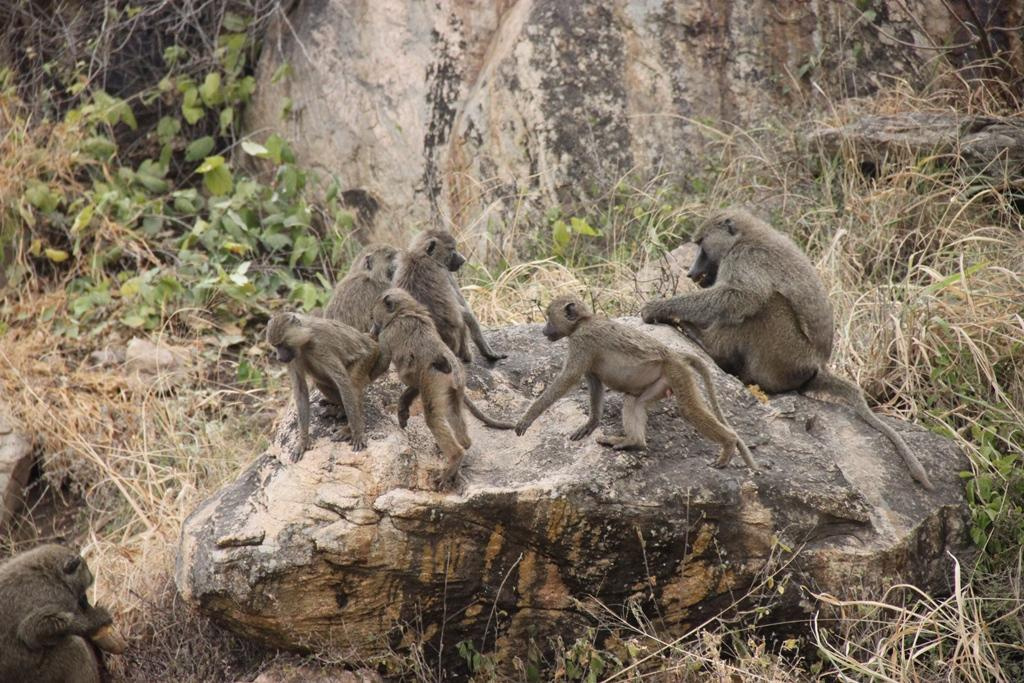Tarangire National Park Tanzania. Andrey Filippov Photographer