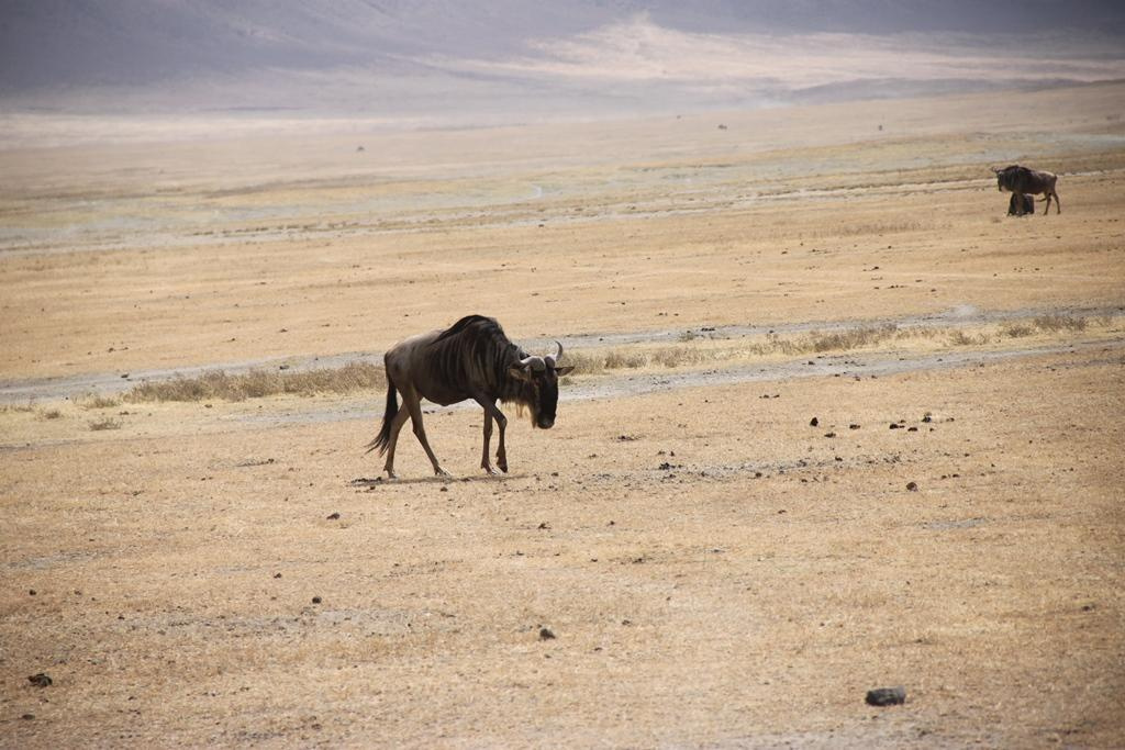 Ngorongoro Conservation Area. Andrey Filippov Photographer