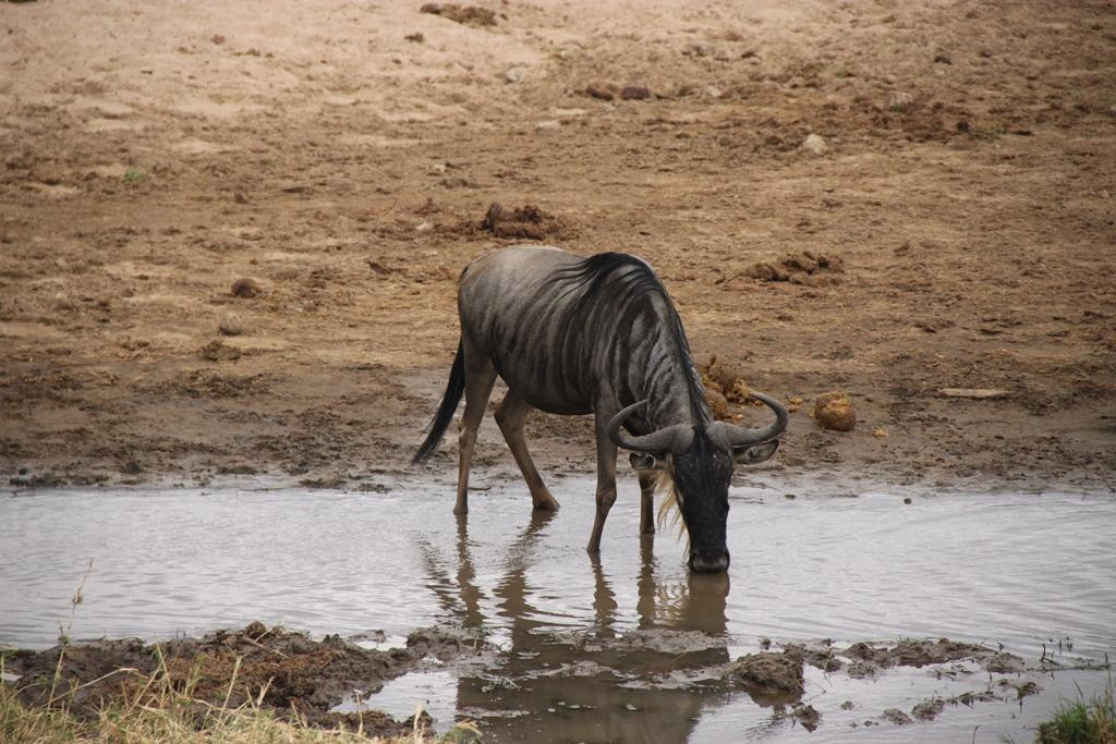 Tarangire National Park Tanzania. Andrey Filippov Photographer