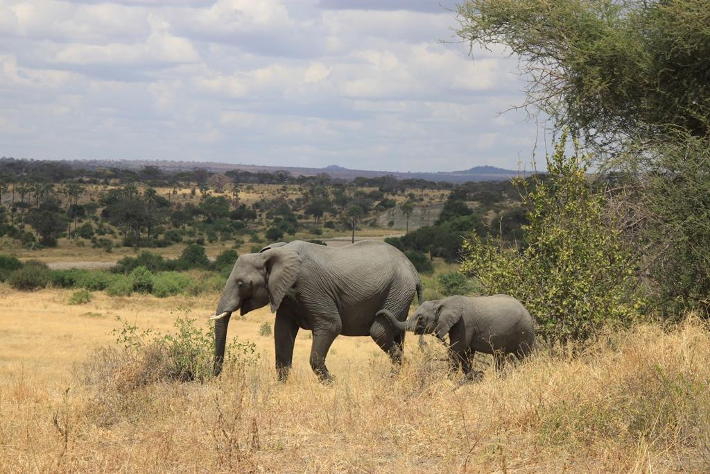 Tarangire National Park Tanzania. Andrey Filippov Photographer