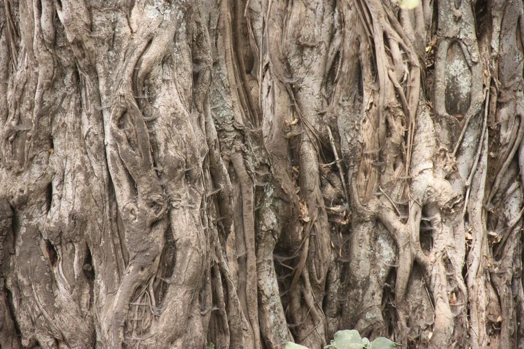 Ngorongoro Conservation Area. Andrey Filippov Photographer