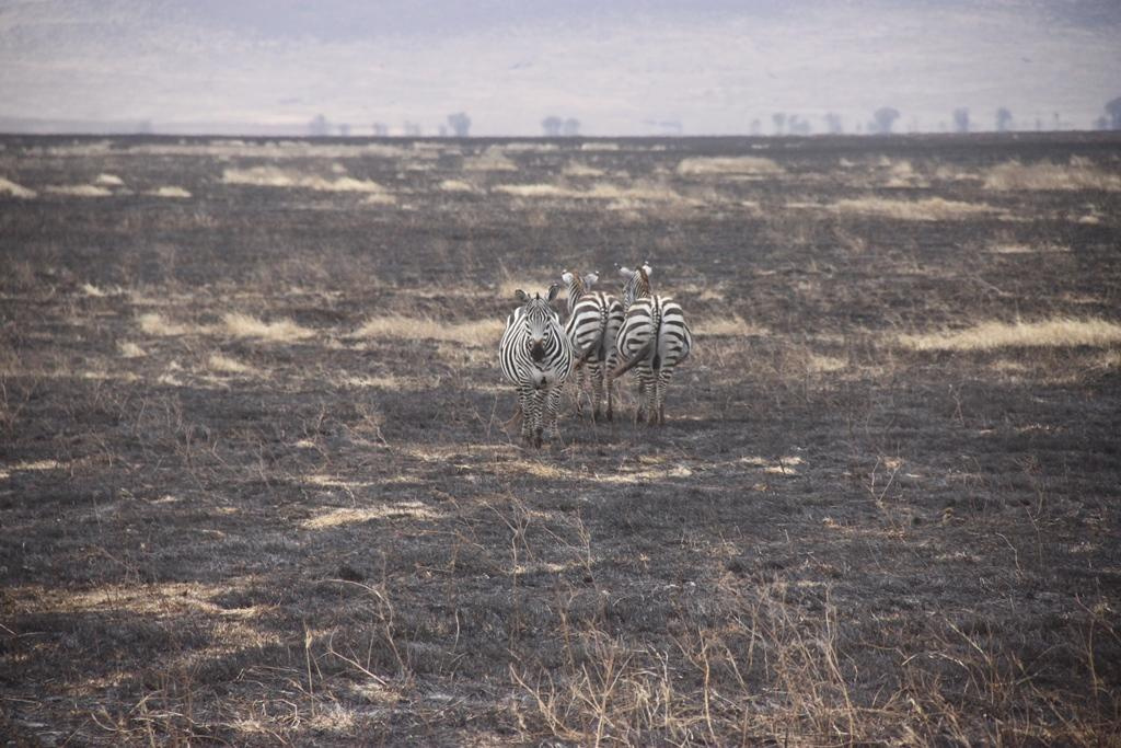 Ngorongoro Conservation Area. Andrey Filippov Photographer