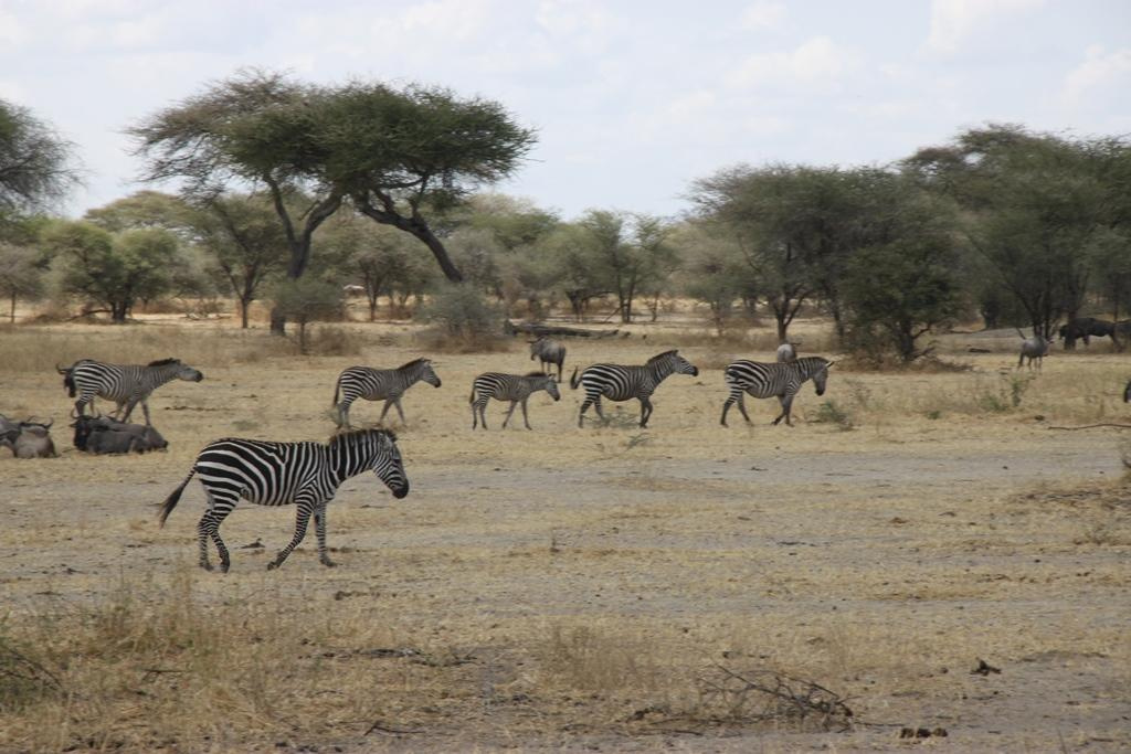 Tarangire National Park Tanzania. Andrey Filippov Photographer