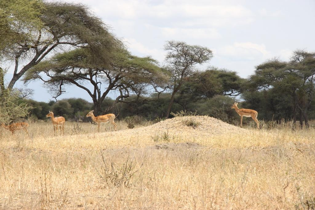 Tarangire National Park Tanzania. Andrey Filippov Photographer