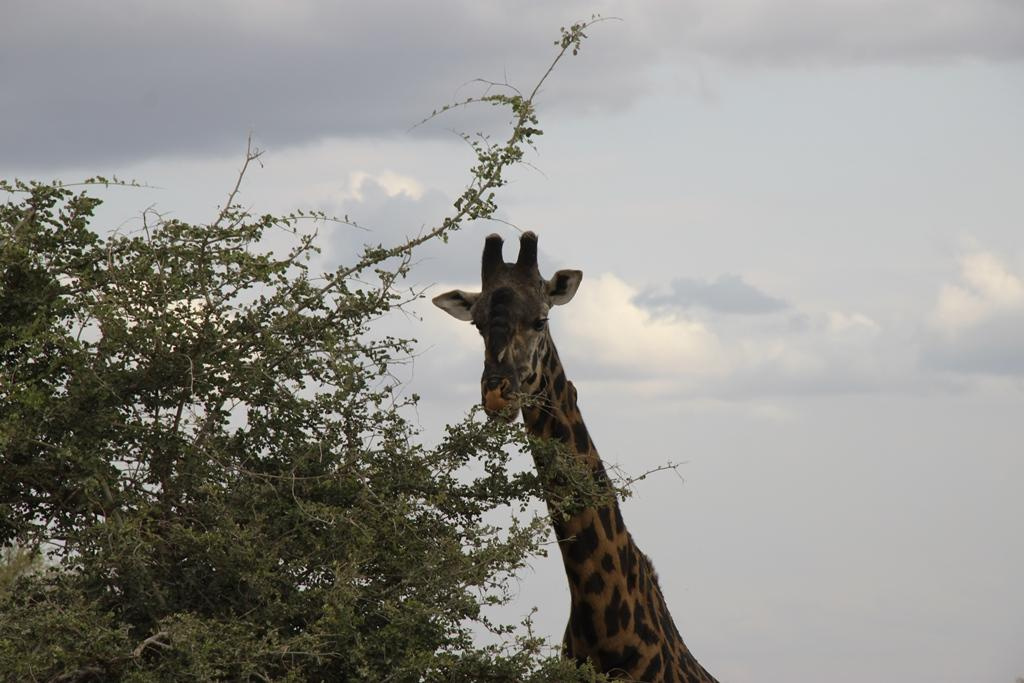 Tarangire National Park Tanzania. Andrey Filippov Photographer