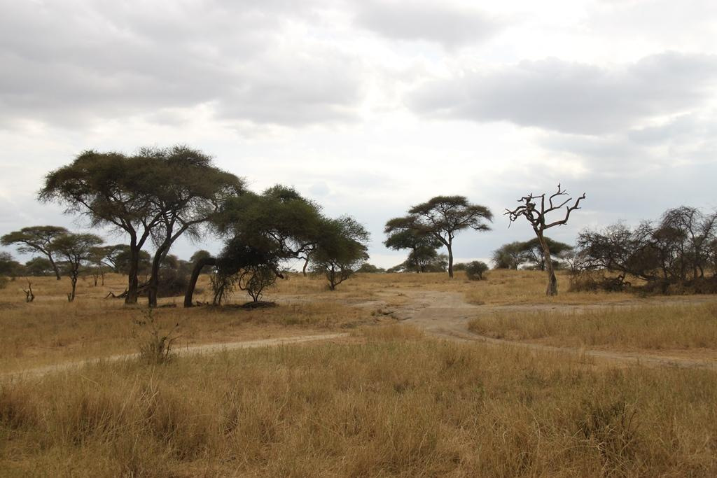 Tarangire National Park Tanzania. Andrey Filippov Photographer