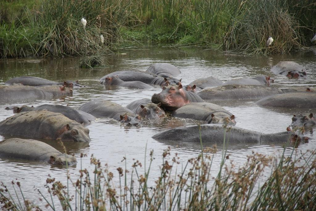 Ngorongoro Conservation Area. Andrey Filippov Photographer