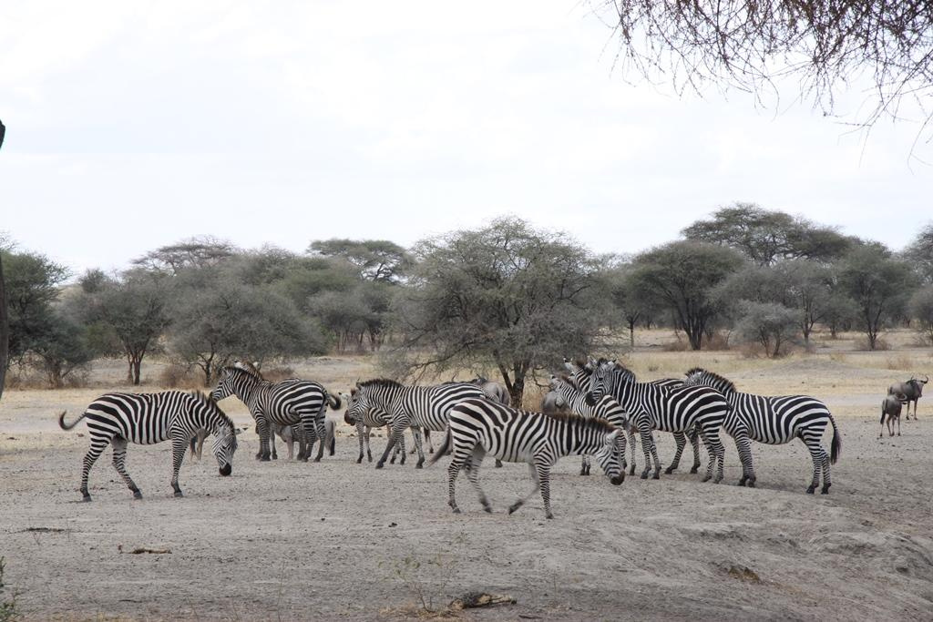 Tarangire National Park Tanzania. Andrey Filippov Photographer