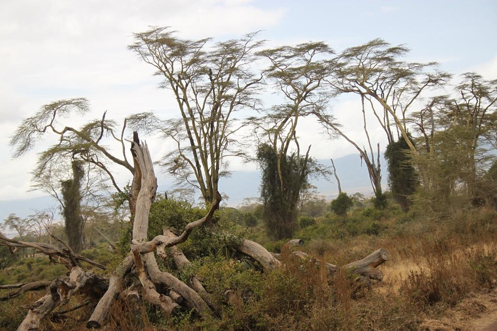 Ngorongoro Conservation Area. Andrey Filippov Photographer