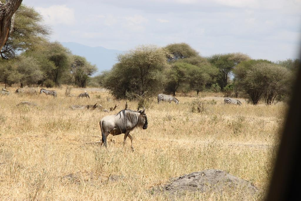 Tarangire National Park Tanzania. Andrey Filippov Photographer