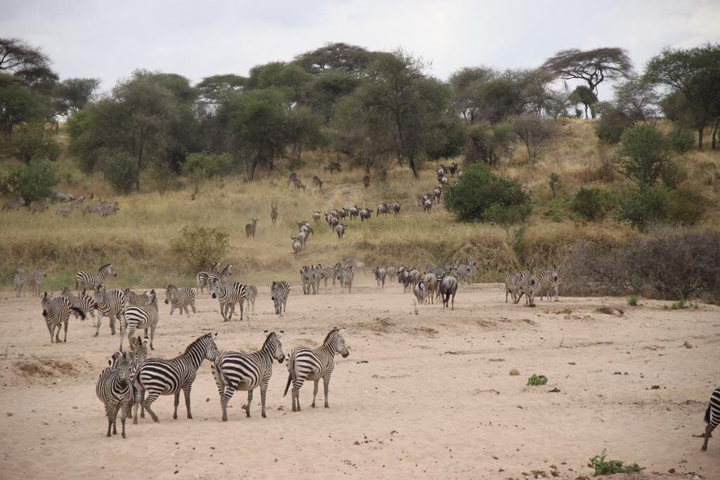 Tarangire National Park Tanzania. Andrey Filippov Photographer