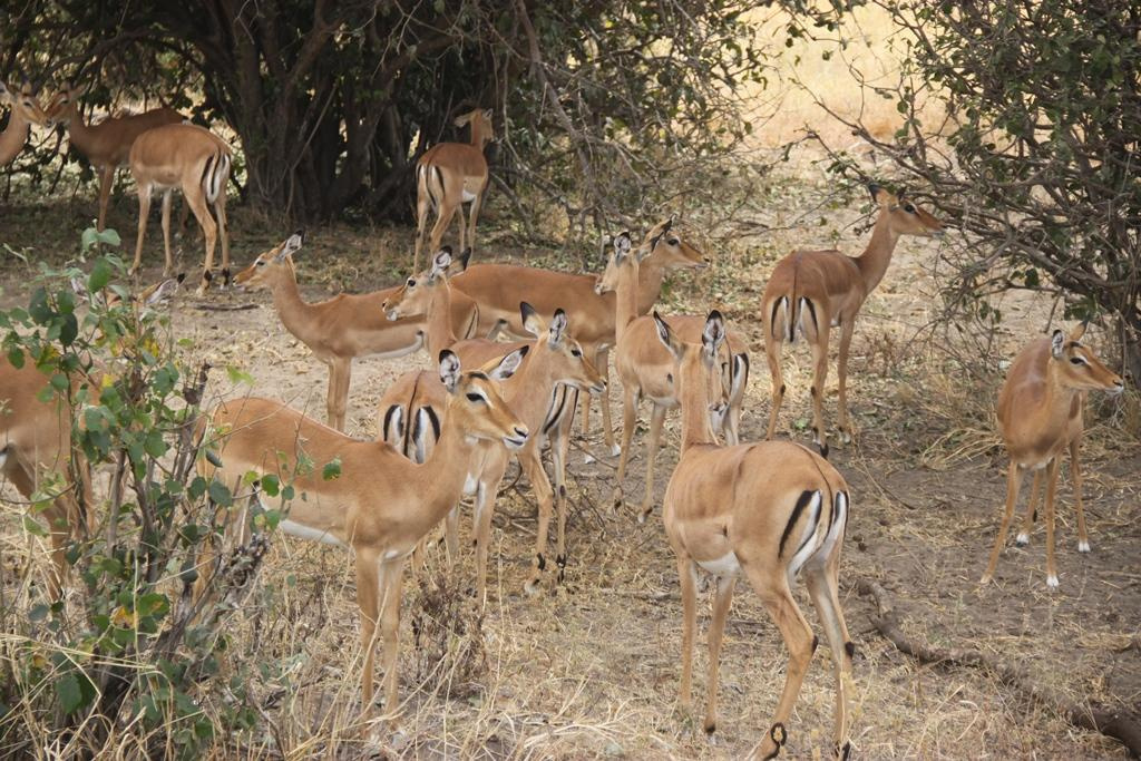 Tarangire National Park Tanzania. Andrey Filippov Photographer