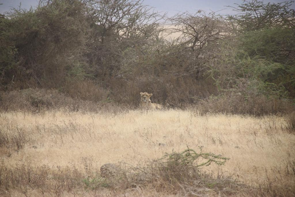 Ngorongoro Conservation Area. Andrey Filippov Photographer