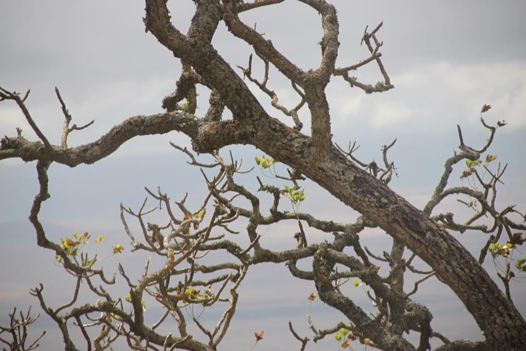 Ngorongoro Conservation Area. Andrey Filippov Photographer