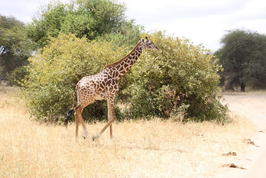 Tarangire National Park Tanzania. Andrey Filippov Photographer