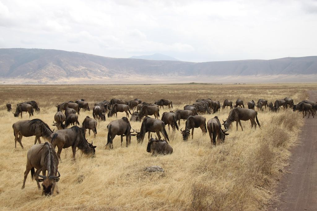 Ngorongoro Conservation Area. Andrey Filippov Photographer