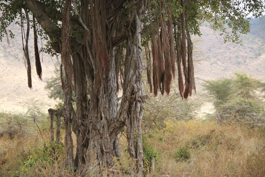 Ngorongoro Conservation Area. Andrey Filippov Photographer