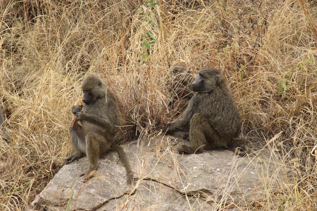Tarangire National Park Tanzania. Andrey Filippov Photographer