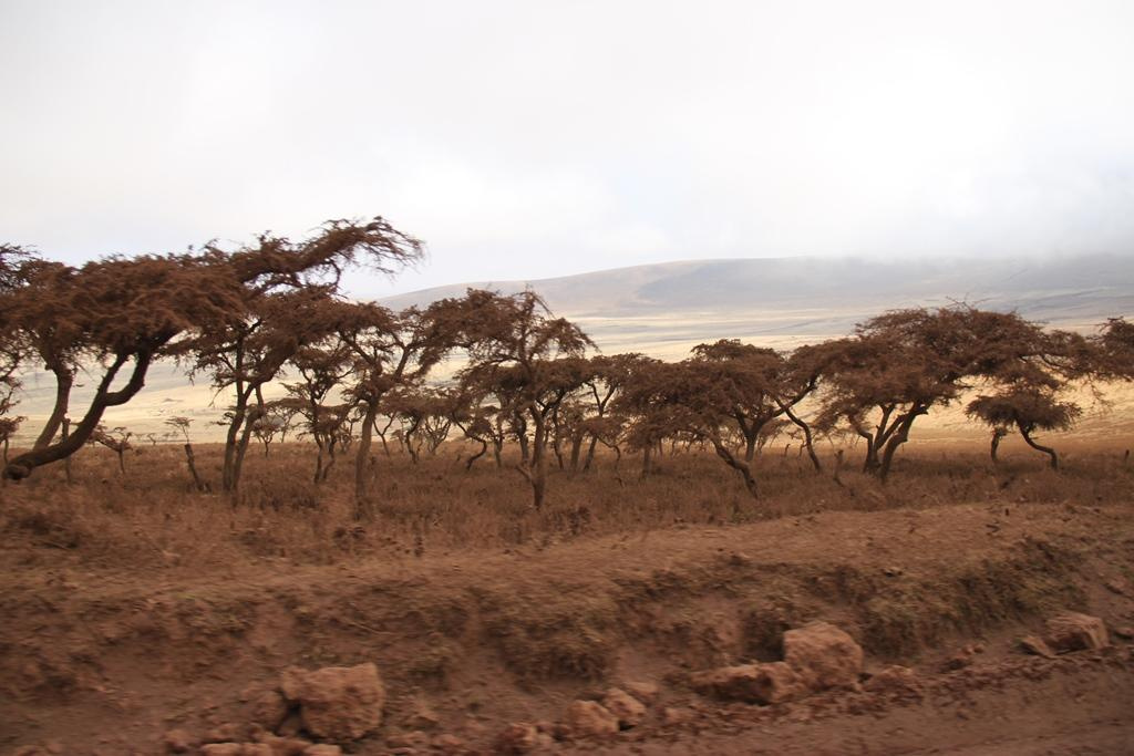 Ngorongoro Conservation Area. Andrey Filippov Photographer