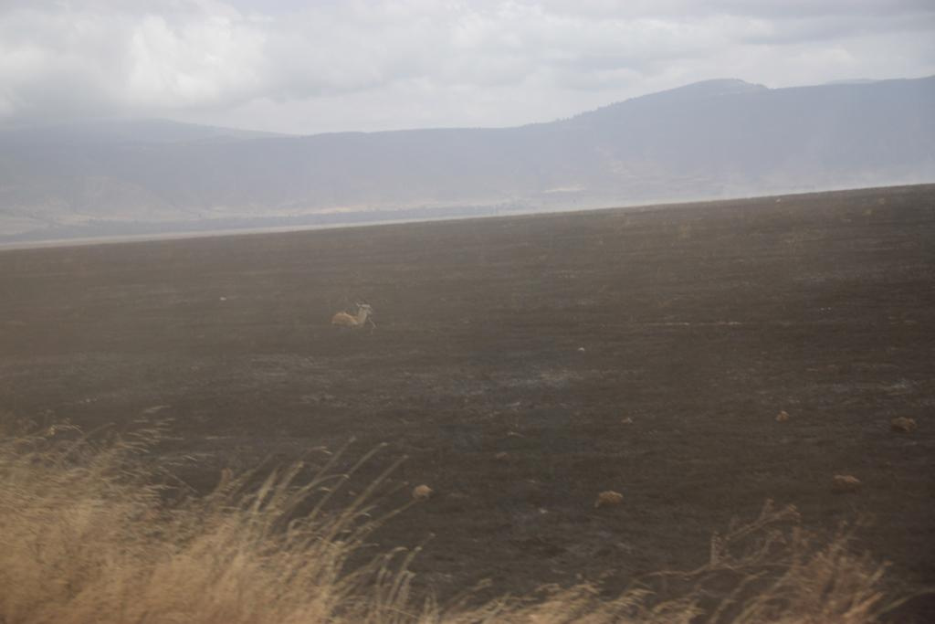 Ngorongoro Conservation Area. Andrey Filippov Photographer
