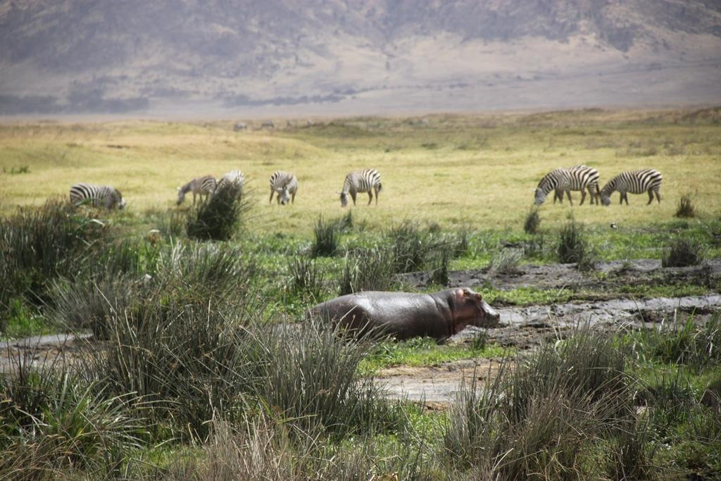 Ngorongoro Conservation Area. Andrey Filippov Photographer
