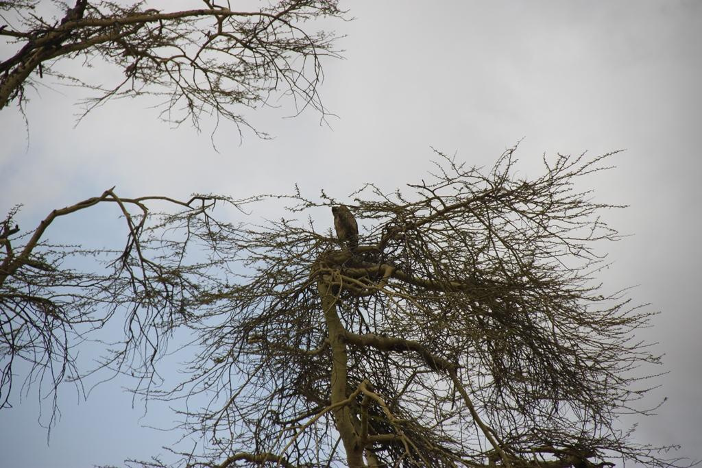 Ngorongoro Conservation Area. Andrey Filippov Photographer
