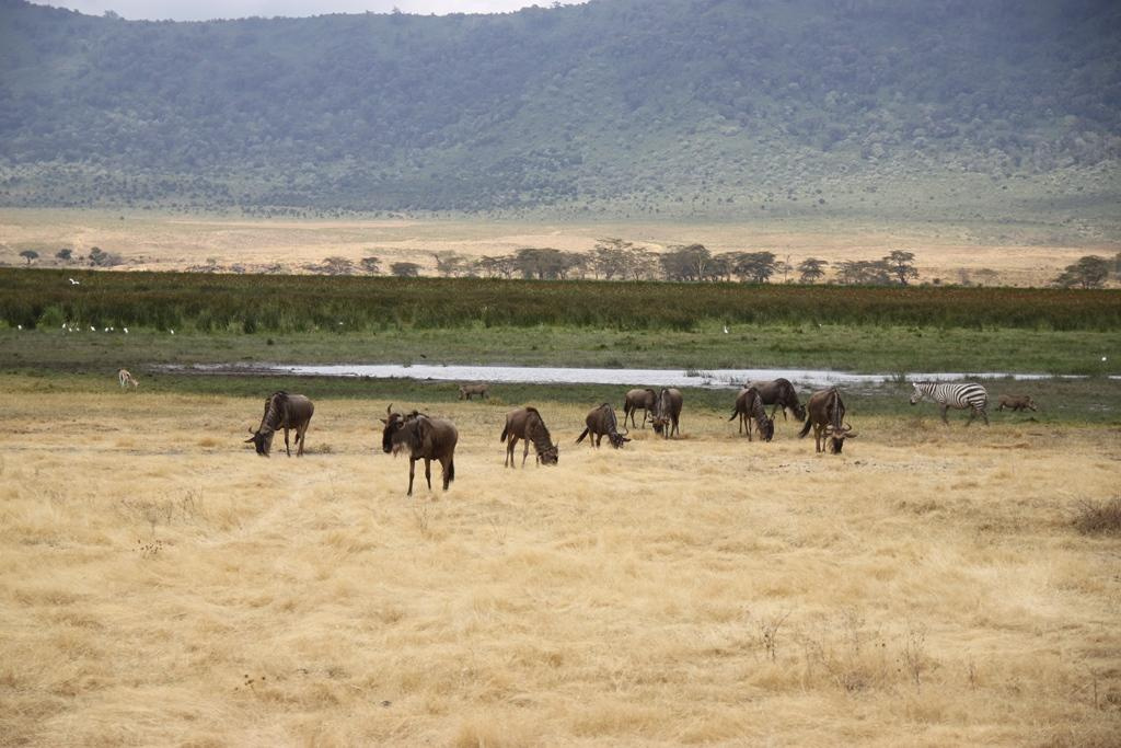 Ngorongoro Conservation Area. Andrey Filippov Photographer