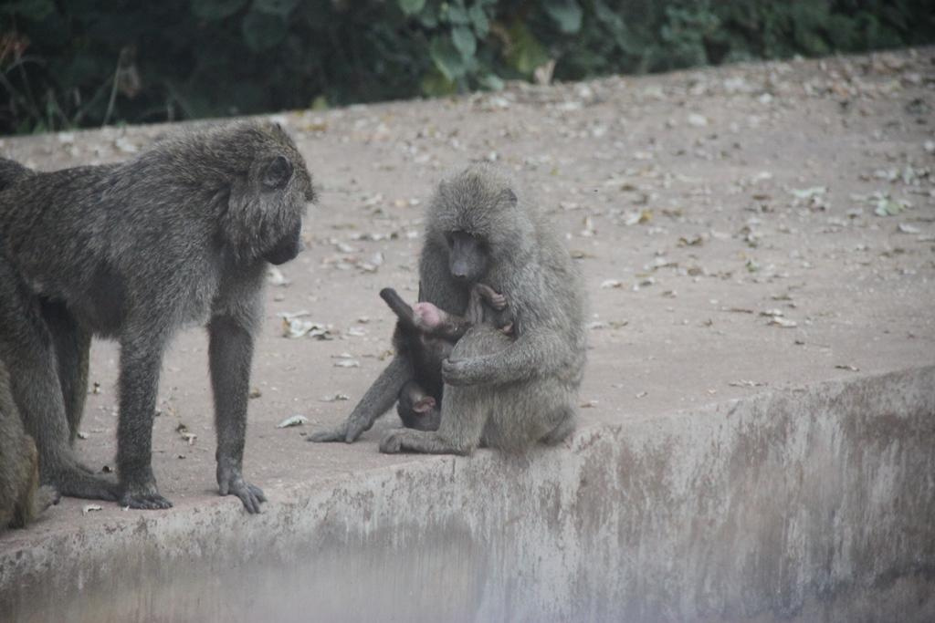 Ngorongoro Conservation Area. Andrey Filippov Photographer