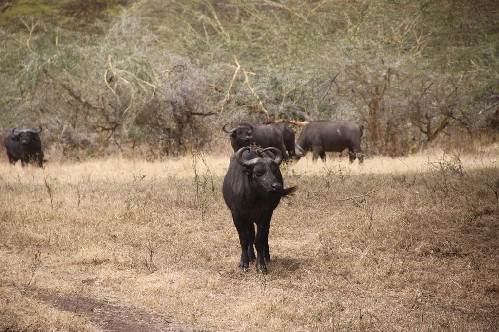 Ngorongoro Conservation Area. Andrey Filippov Photographer