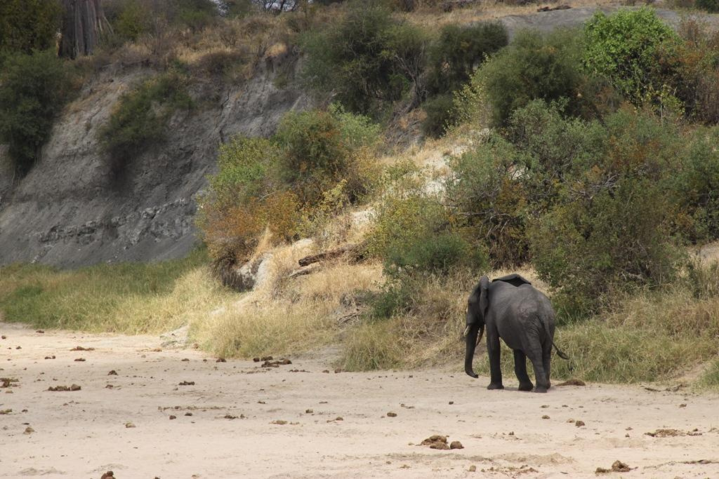 Tarangire National Park Tanzania. Andrey Filippov Photographer