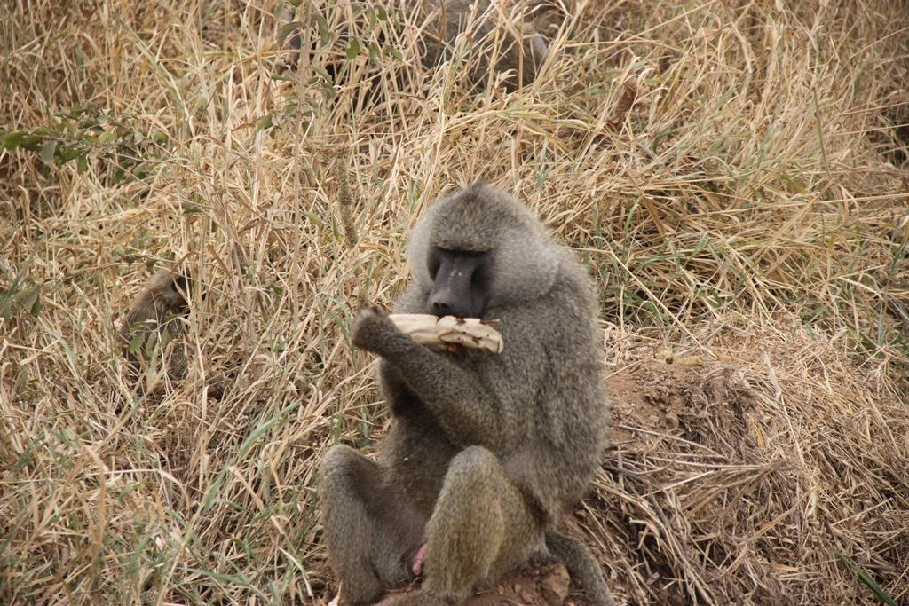 Tarangire National Park Tanzania. Andrey Filippov Photographer