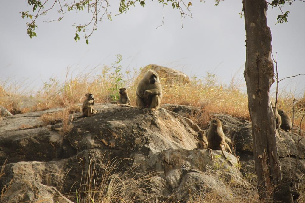 Tarangire National Park Tanzania. Andrey Filippov Photographer