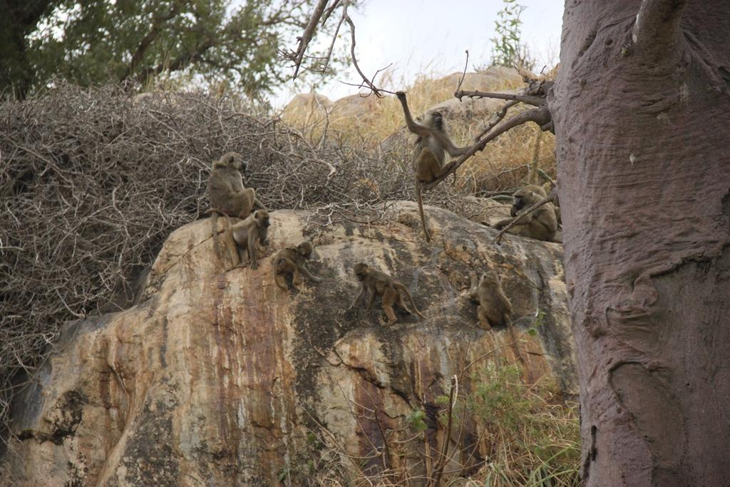 Tarangire National Park Tanzania. Andrey Filippov Photographer