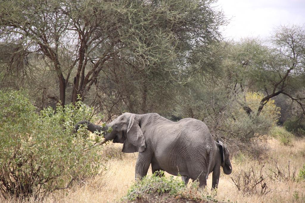 Tarangire National Park Tanzania. Andrey Filippov Photographer