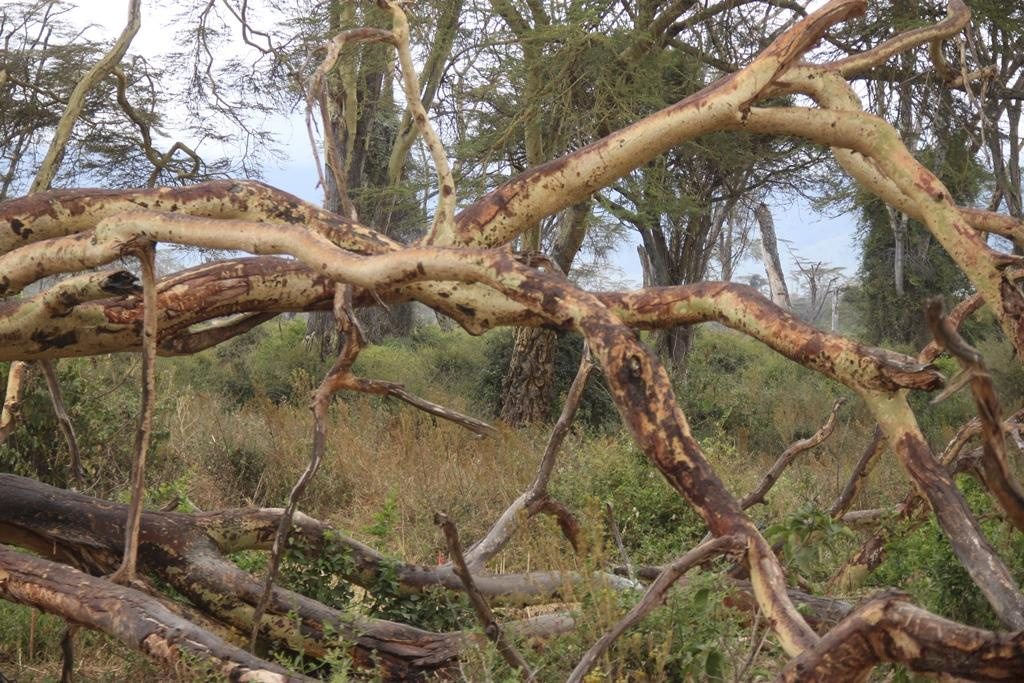 Ngorongoro Conservation Area. Andrey Filippov Photographer