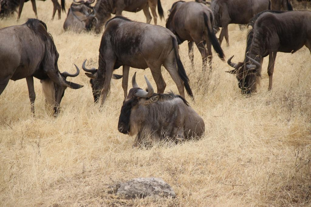 Ngorongoro Conservation Area. Andrey Filippov Photographer