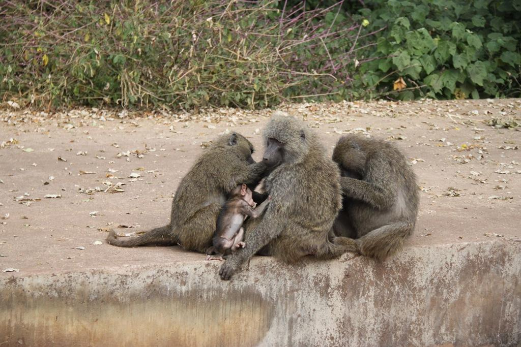 Ngorongoro Conservation Area. Andrey Filippov Photographer