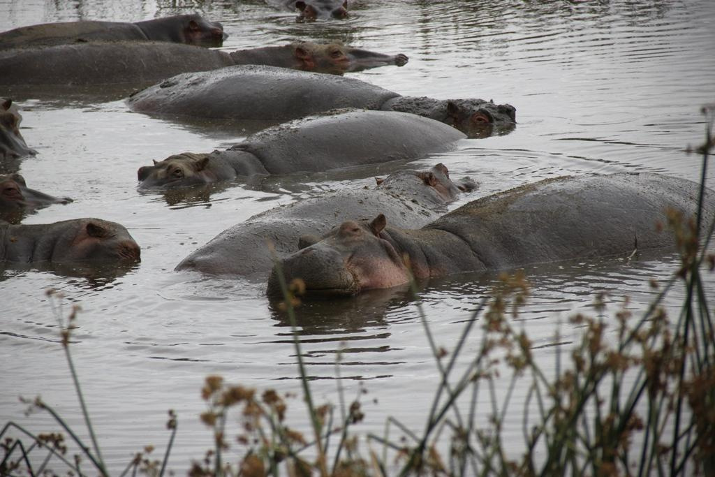 Ngorongoro Conservation Area. Andrey Filippov Photographer