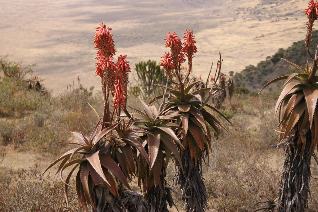 Ngorongoro Conservation Area. Andrey Filippov Photographer