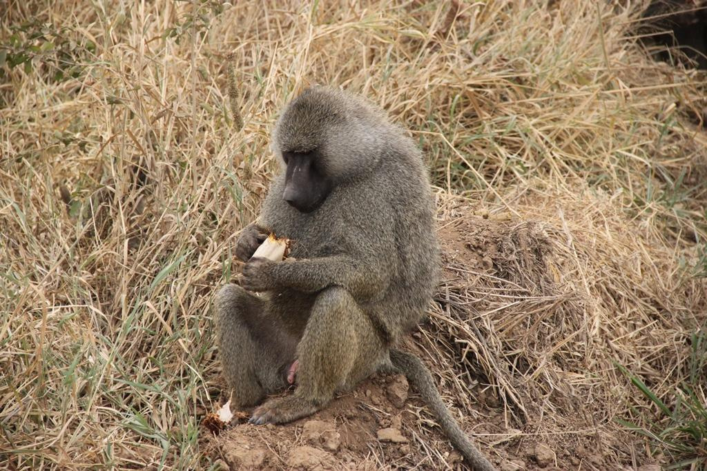 Tarangire National Park Tanzania. Andrey Filippov Photographer