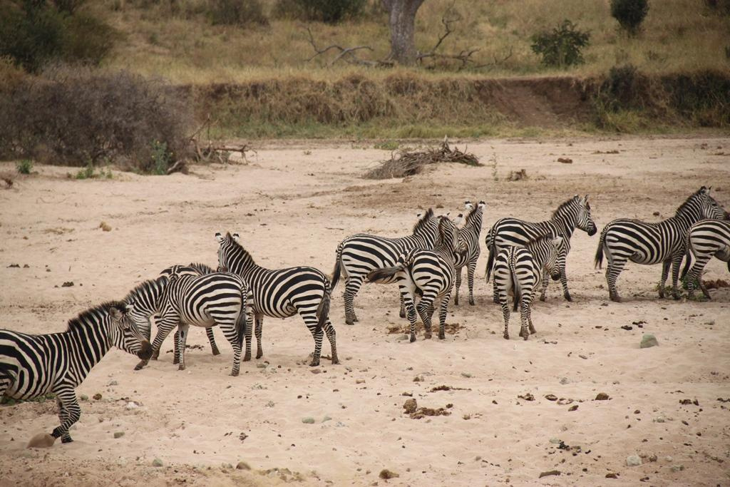 Tarangire National Park Tanzania. Andrey Filippov Photographer