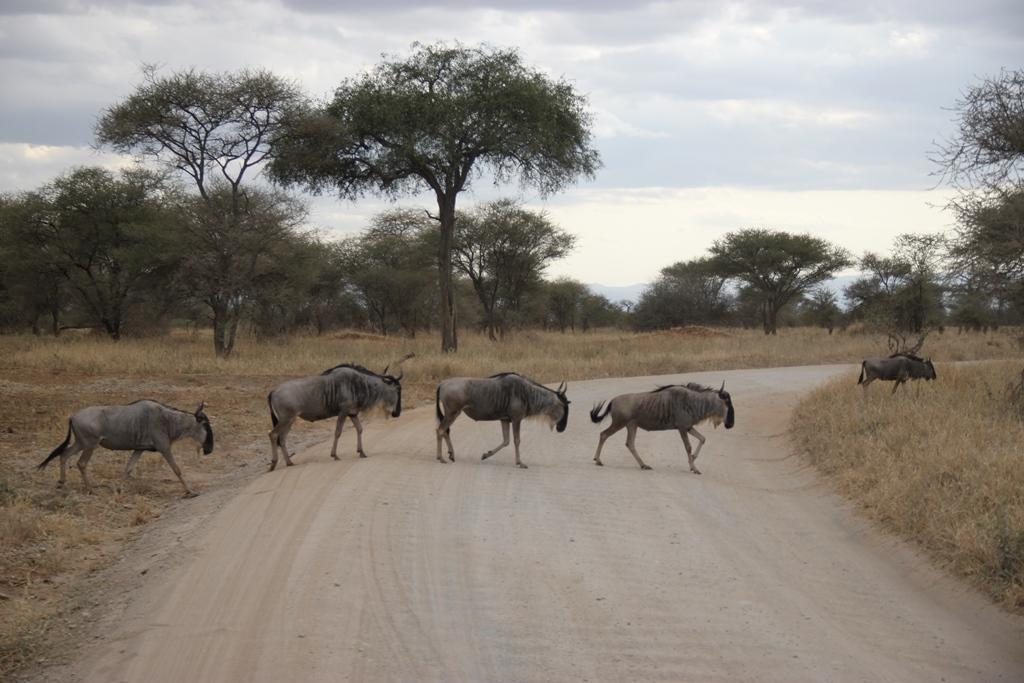 Tarangire National Park Tanzania. Andrey Filippov Photographer