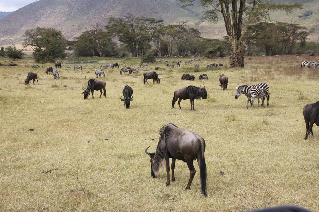 Ngorongoro Conservation Area. Andrey Filippov Photographer