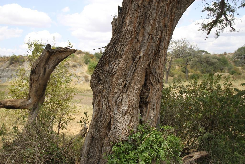Tarangire National Park Tanzania. Andrey Filippov Photographer