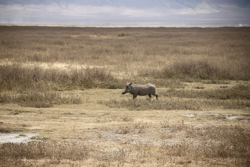 Ngorongoro Conservation Area. Andrey Filippov Photographer