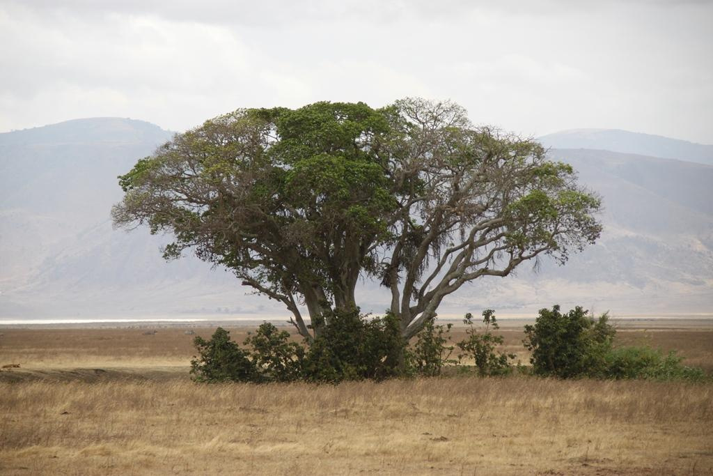 Ngorongoro Conservation Area. Andrey Filippov Photographer