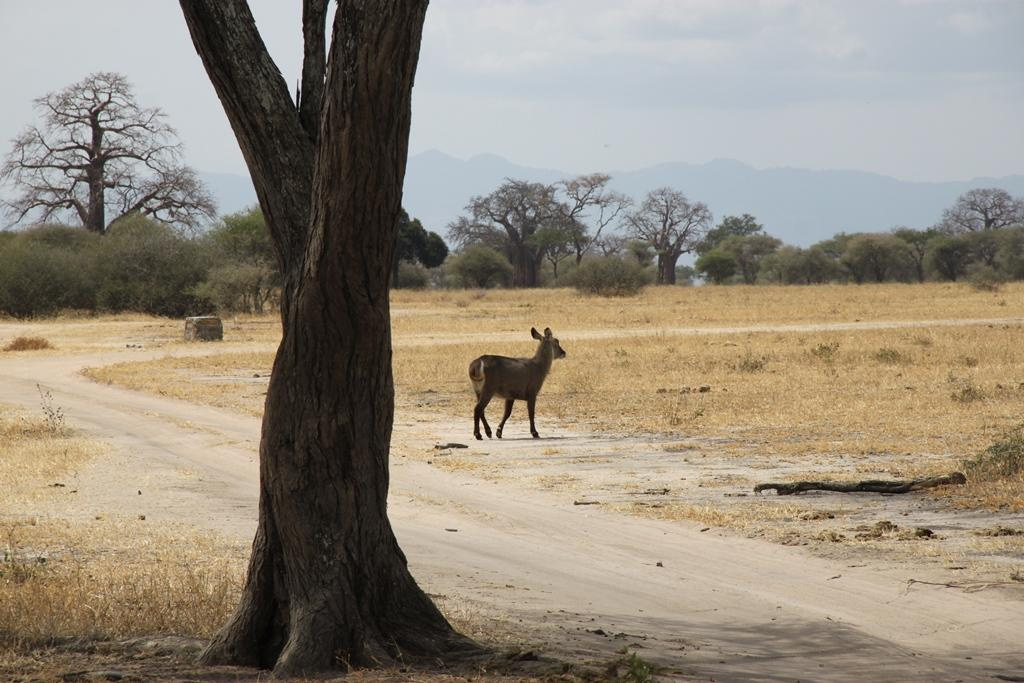 Tarangire National Park Tanzania. Andrey Filippov Photographer