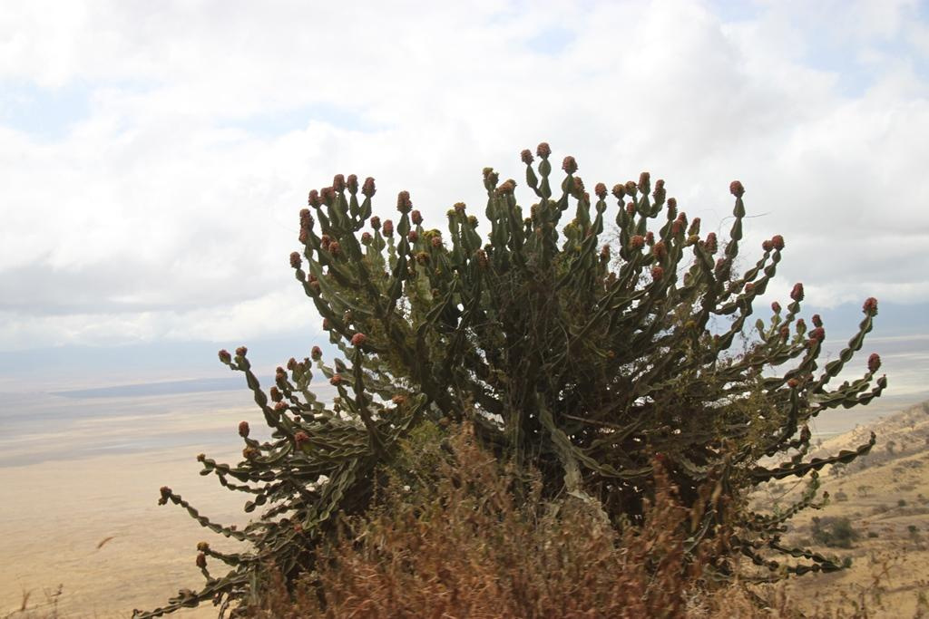 Ngorongoro Conservation Area. Andrey Filippov Photographer